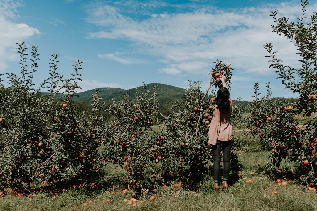 Photo Apple trees